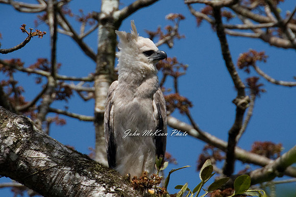 Harpy Eagle (Harpia harpyja)