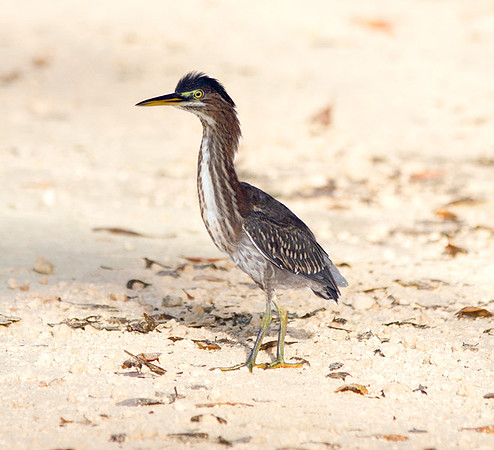 Green Heron (Butorides virescens)