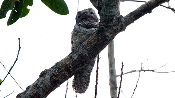 Great Potoo (Nyctibius grandis)