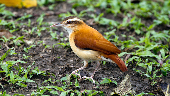 Pale-legged Hornero (Furnarius leucopus)