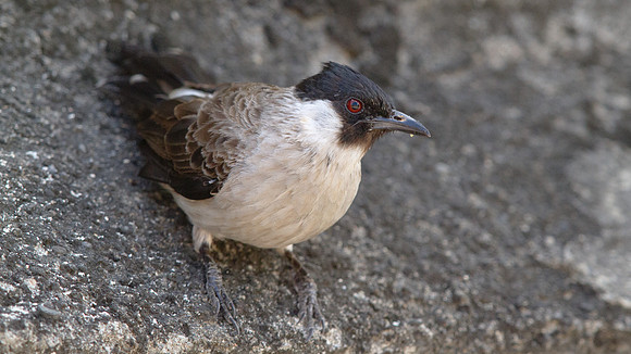 Sooty-headed bulbul (Pycnonotus aurigaster)