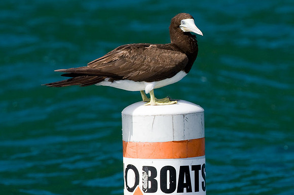 Brown Booby (Sula leucogaster)