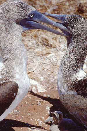 Blue-footed Booby (Sula nebouxii)