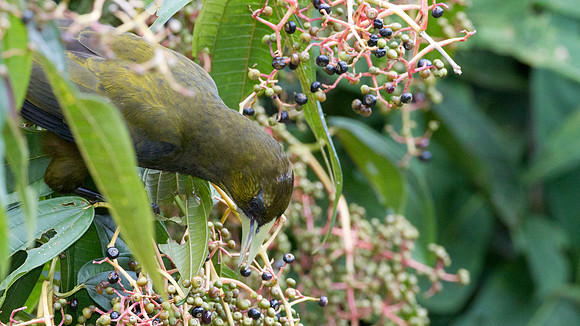 Dusky-green Oropendola (Psarocolius atrovirens)
