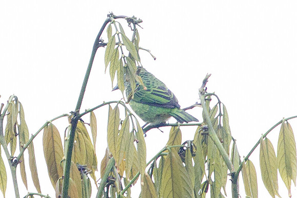 Spotted Tanager (Tangara punctata)