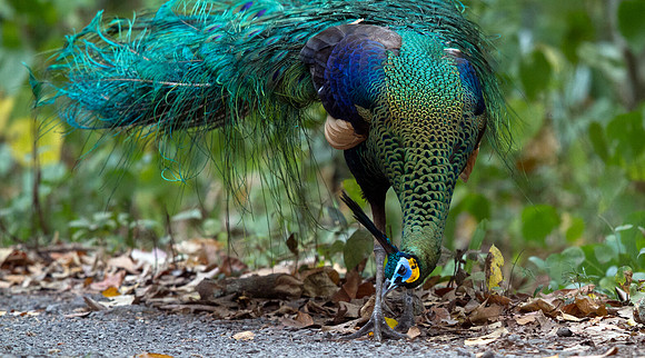 Green peafowl (Pavo muticus)