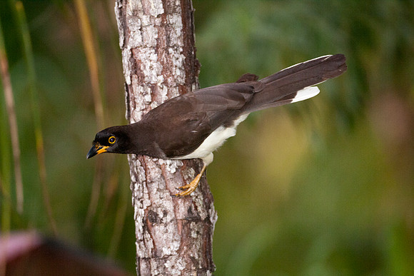 Brown Jay (Psilorhinus morio) - First Year