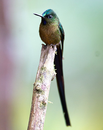 Violet-tailed Sylph (Aglaiocercus coelestis)
