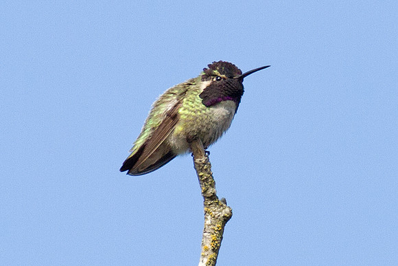 Costa's Hummingbird (Calypte costae)
