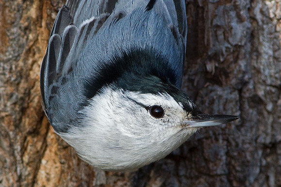 White-breasted Nuthatch (Sitta carolinensis)