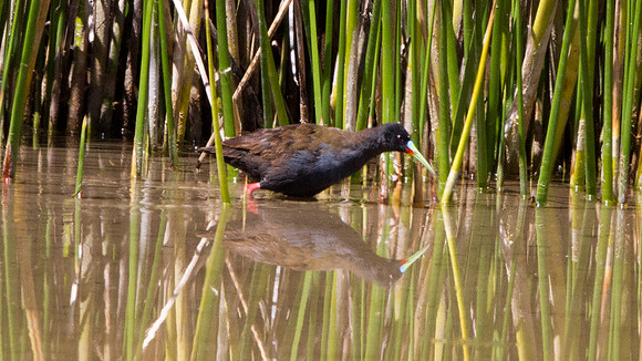 Plumbeous Rail (Pardirallus sanguinolentus)