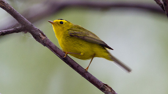 Wilson's Warbler (Wilsonia pusilla)