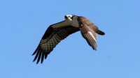 Osprey (Pandion haliaetus)