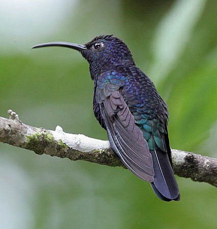Violet Sabrewing (Campylopterus hemileucurus)