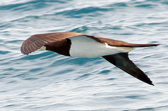 Brown Booby (Sula leucogaster)