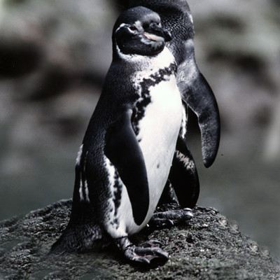 Galápagos Penguin (Spheniscus mendiculus)