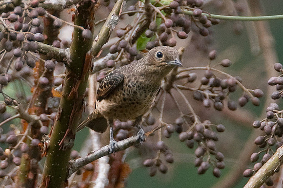 Blue Cotinga (Cotinga nattererii) female