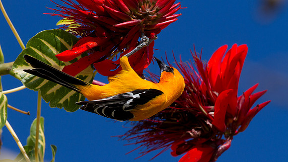 Yellow Oriole (Icterus nigrogularis)