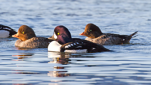 Barrow's Goldeneye (Bucephala islandica)