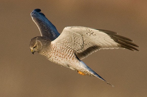 Hen Harrier (Circus cyaneus) male; or Northern Harrier