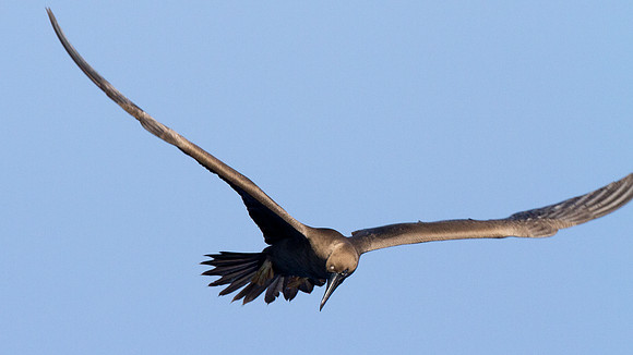 Red-footed Booby (Sula sula)