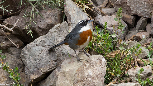 Chestnut-breasted Mountain-finch (Poospiza caesar)