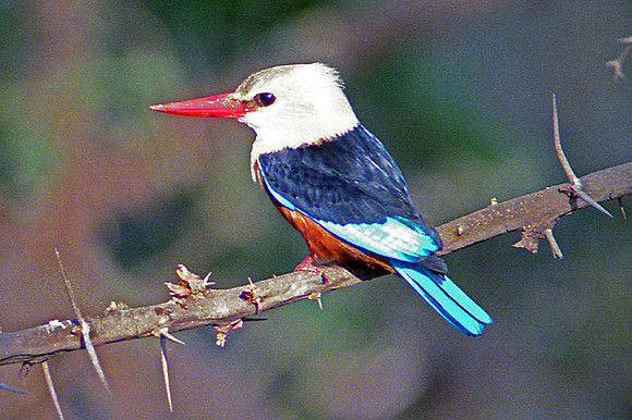 Brown-hooded Kingfisher (Halcyon albiventris)