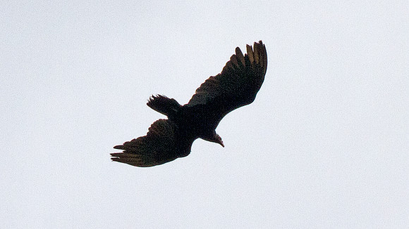 Greater Yellow-headed Vulture (Cathartes melambrotus)