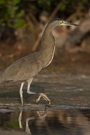 Bare-throated Tiger Heron (Tigrisoma mexicanum)