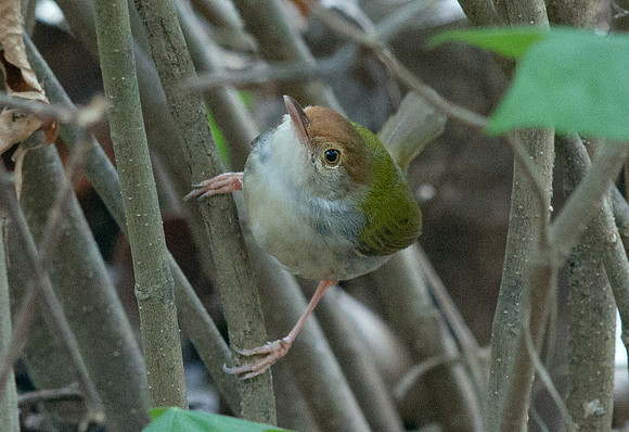 Common tailorbird (Orthotomus sutorius)