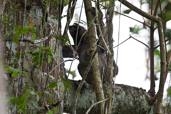 Three-toed Sloth
