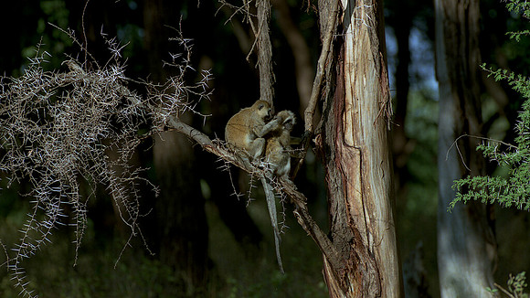 1988 African Vervet monkey img781