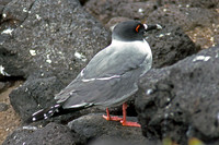 Swallow-tailed Gull (Creagrus furcatus)
