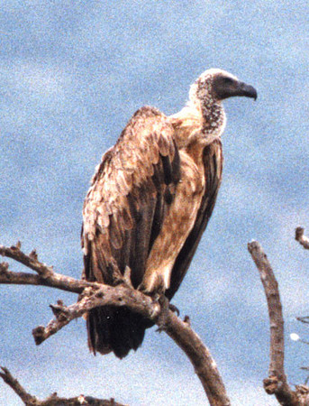 White-backed Vulture (Gyps africanus)