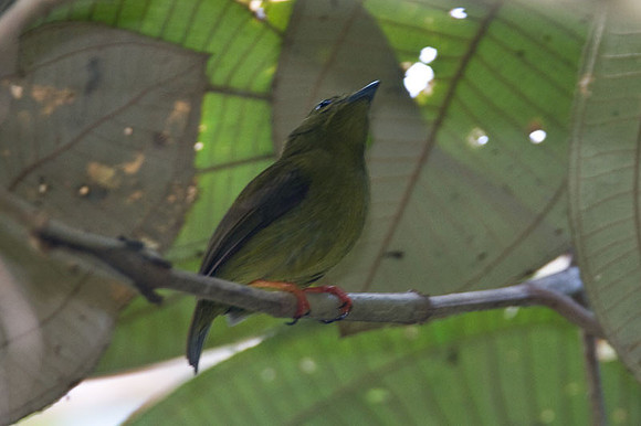 Golden-collared Manakin (Manacus vitellinus)