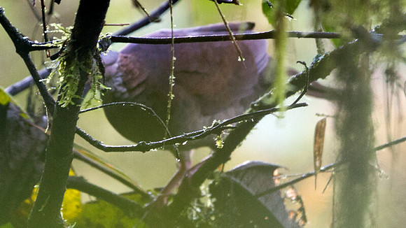 White-throated Quail-Dove (Geotrygon frenata)