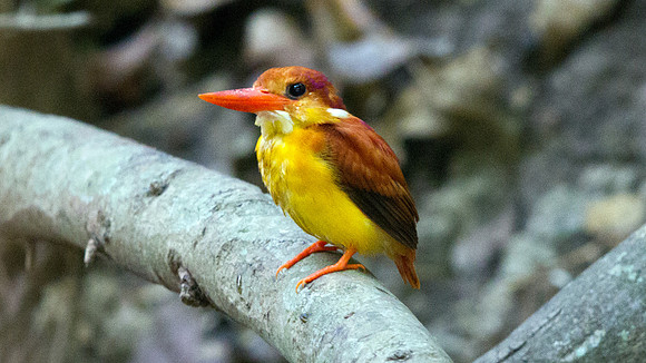 Rufous-backed kingfisher (Ceyx rufidorsa)