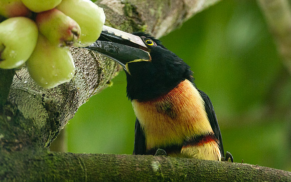 Collared Aracari (Pteroglossus torquatus)