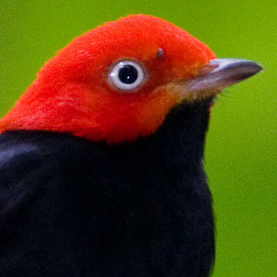 Red-capped Manakin (Pipra mentalis) male