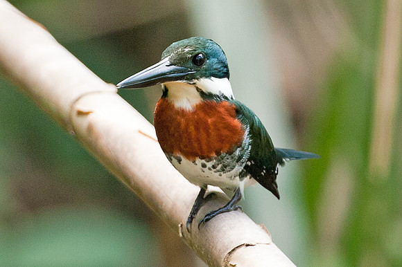 Green Kingfisher (Chloroceryle americana) Male