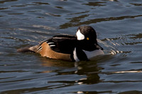 Hooded Merganser (Lophodytes cucullatus)