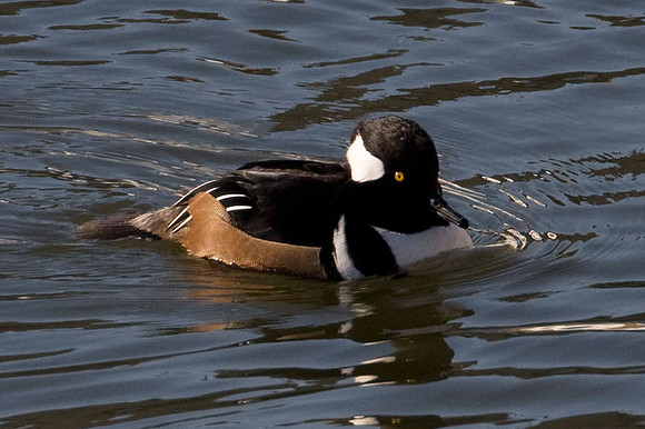Hooded Merganser (Lophodytes cucullatus)