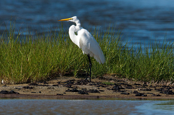 Great Egret (Ardea alba) also known as Great White Egret or Common Egret