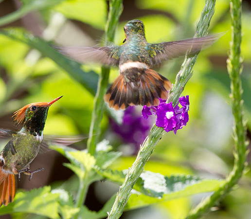 Rufous-Crested Coquette (Lophornis delattrei)