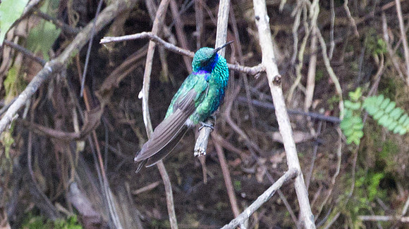 Sparkling Violetear (Colibri coruscans)