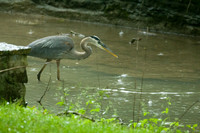 Great Blue Heron (Ardea herodias)