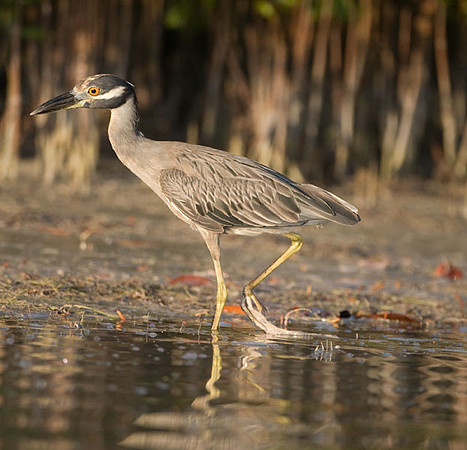 Yellow-crowned Night-Heron (Nyctanassa violacea)