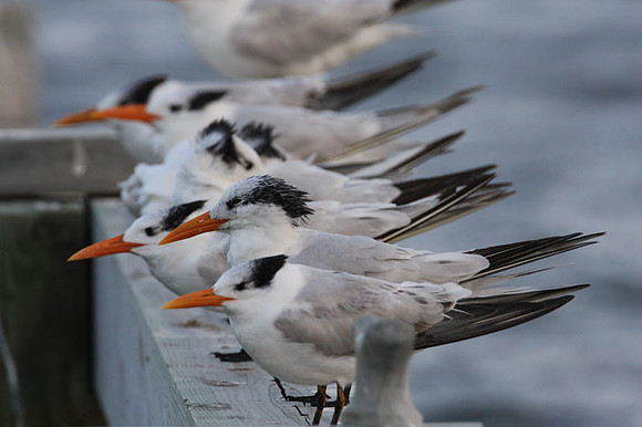 Royal Tern (Thalasseus maximus)