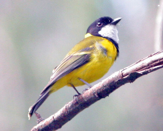 Australian Golden Whistler (Pachycephala pectoralis)