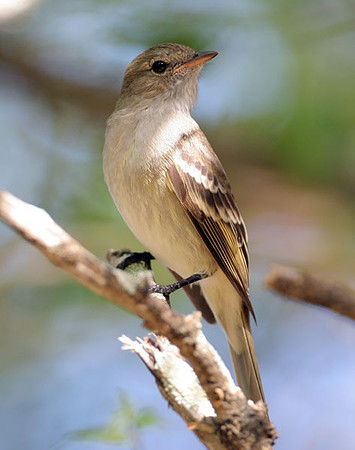 Caribbean Elaenia (Elaenia martinica)